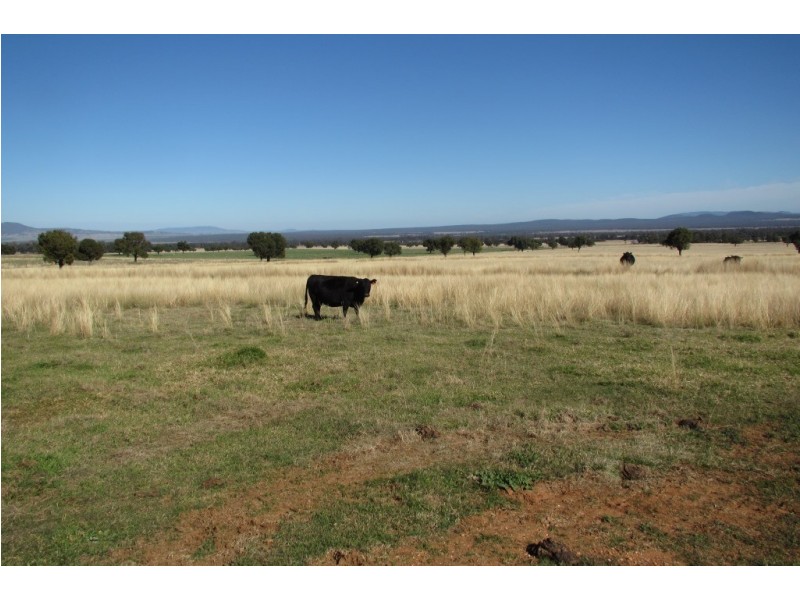 Kurrajong Park Spring Ridge, Gunnedah NSW 2380