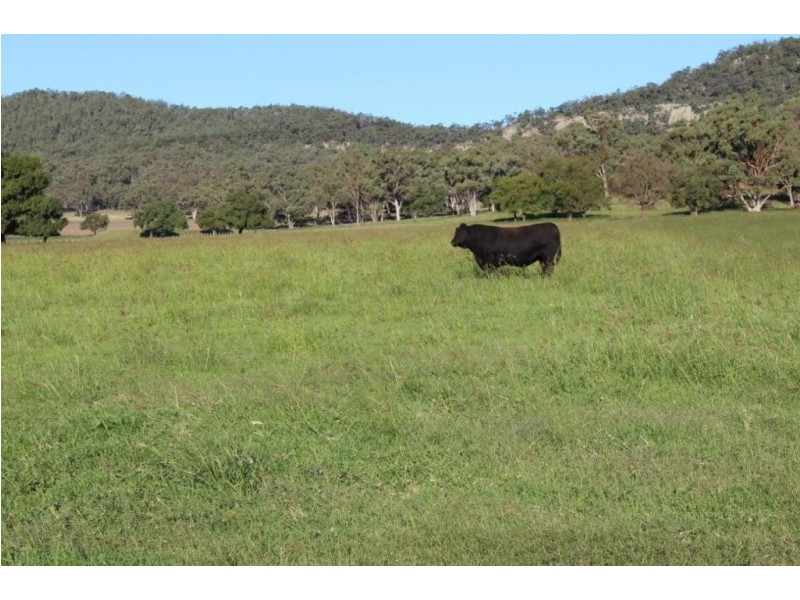 Kurrajong Park Spring Ridge, Gunnedah NSW 2380