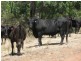 18 Greylands road, Narrabri NSW 2390