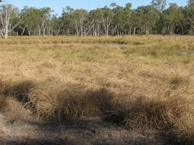 Baan Baa NSW 2390