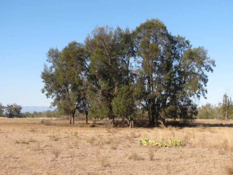 Baan Baa NSW 2390