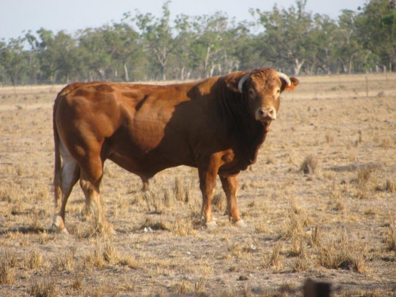 12192 Kamilaroi Highway, Boggabri NSW 2382