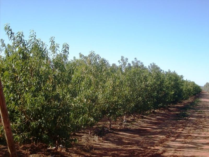 Lot 600/124 SOUTH RIVER ROAD, Carnarvon WA 6701