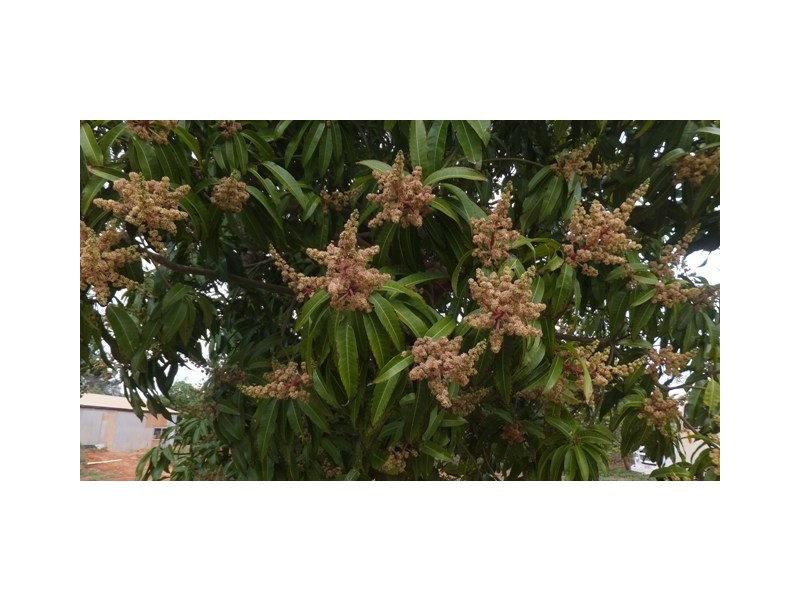 270 MARGARET ROW, Carnarvon WA 6701