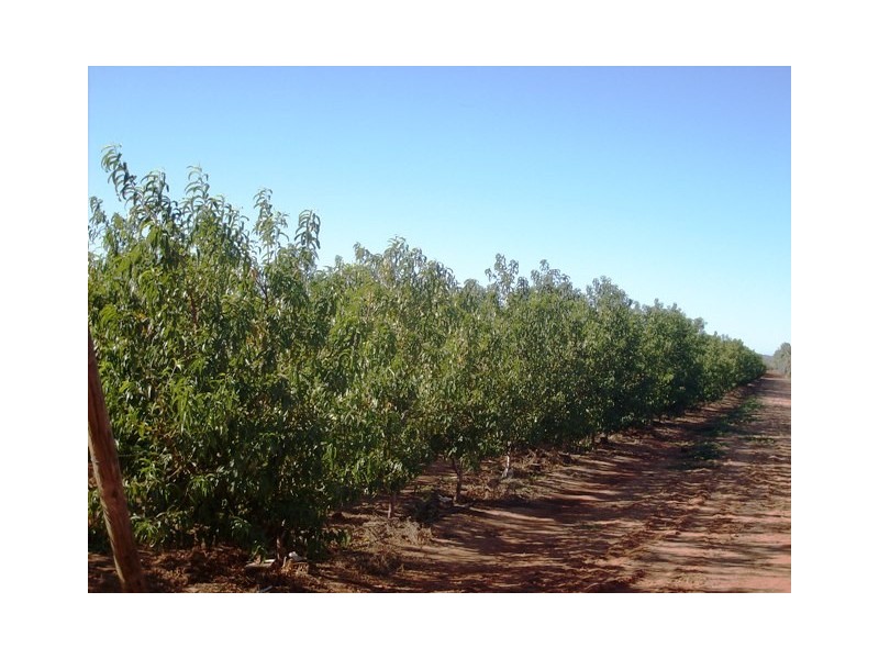 124 South River Road, Carnarvon WA 6701