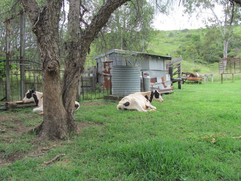 379 DARTS CREEK ROAD, Darts Creek QLD 4695