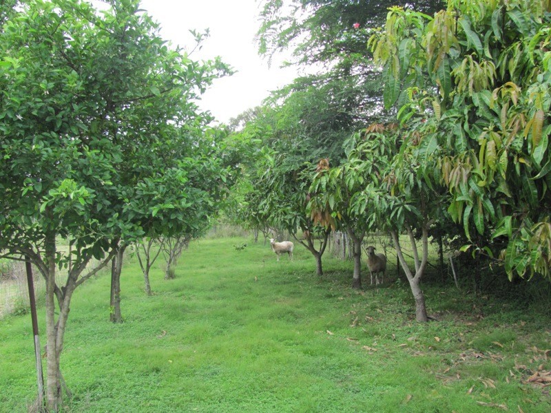 379 DARTS CREEK ROAD, Darts Creek QLD 4695