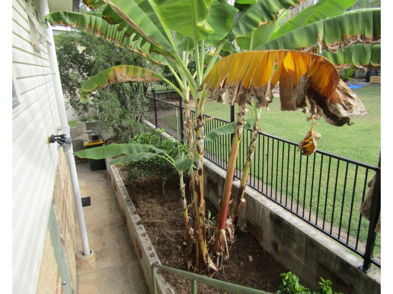 35 ROSSELLA STREET, West Gladstone QLD 4680