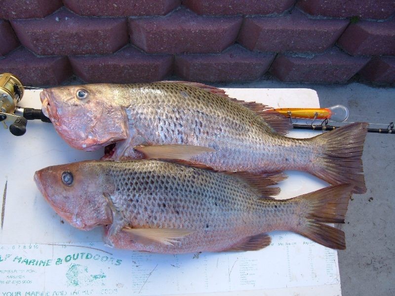 22 Hancock Street, Turkey Beach QLD 4678