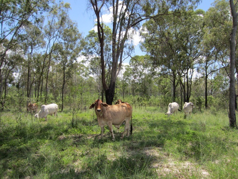 186 Dahls Road, Miriam Vale QLD 4677