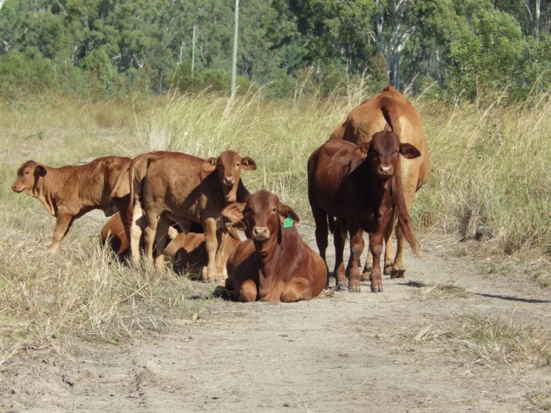 Bororen QLD 4678