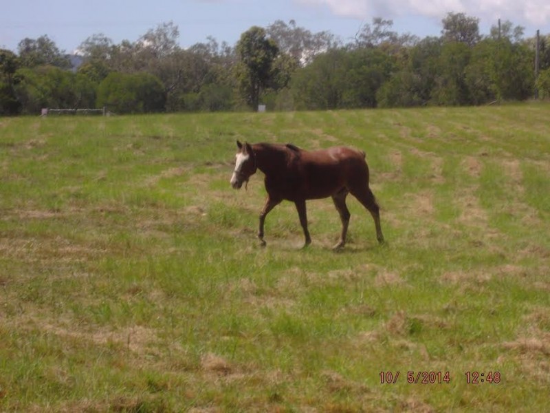 72 Messmate Drive, Miriam Vale QLD 4677
