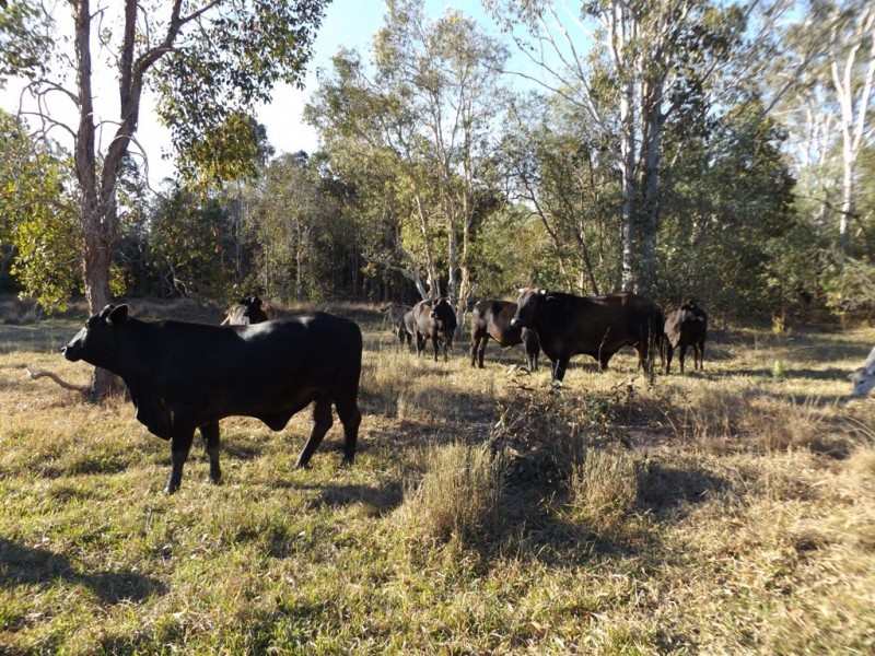 Miriam Vale QLD 4677