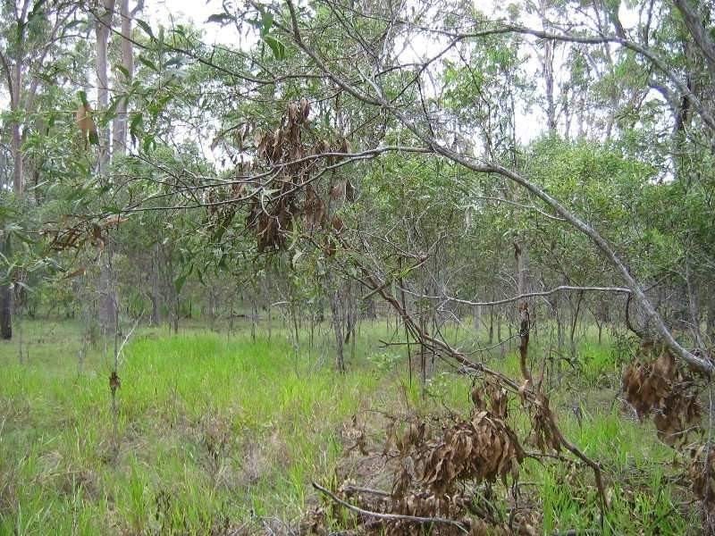 51 Billabong Way, Bucca QLD 4670