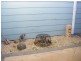 Culburra Beach NSW 2540