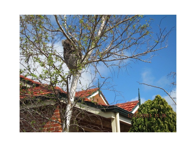 1 Highfield Drive, Aberfoyle Park SA 5159