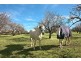 186 Branson Road, Tatachilla SA 5171