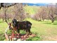 186 Branson Road, Tatachilla SA 5171