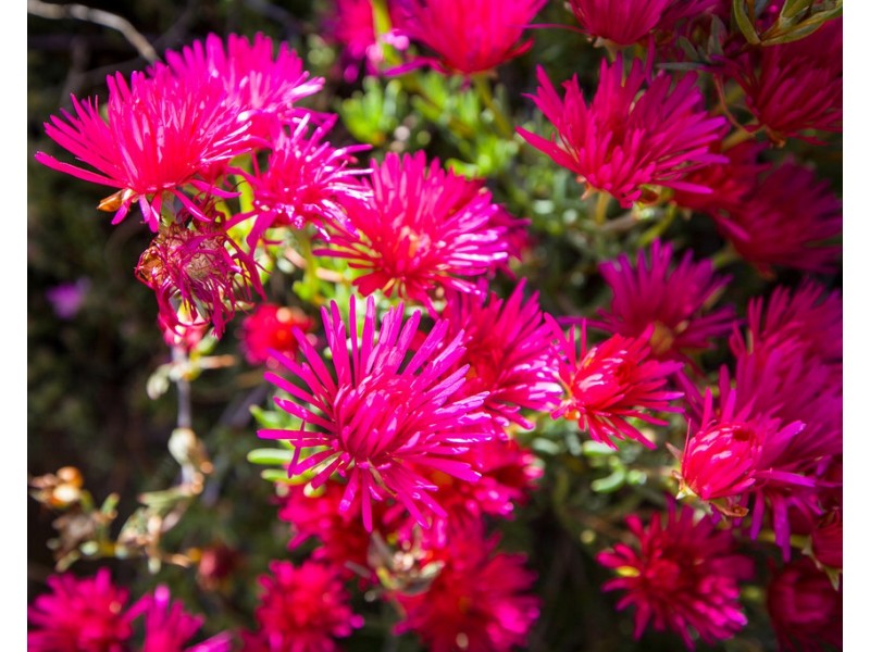 173 Blossom Park Drive, Mill Park VIC 3082