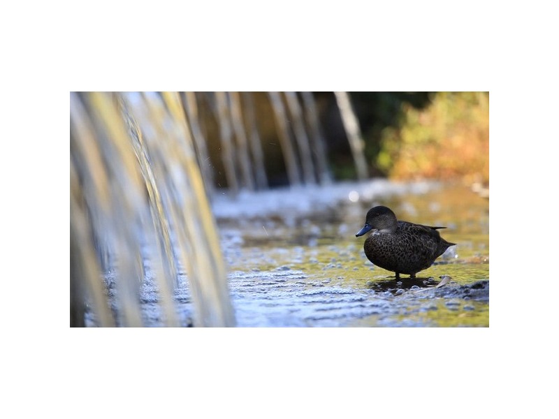 73 Gresswell Road, Macleod VIC 3085