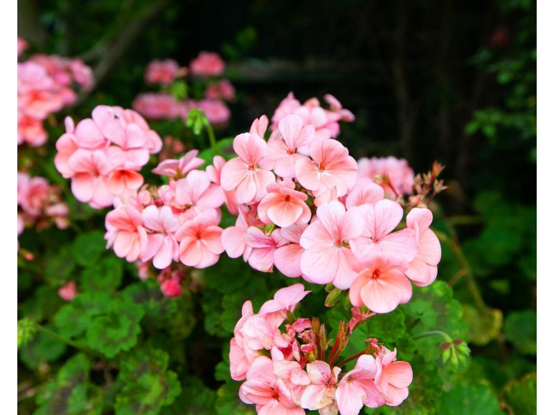 15 Leonard Crescent, Bundoora VIC 3083