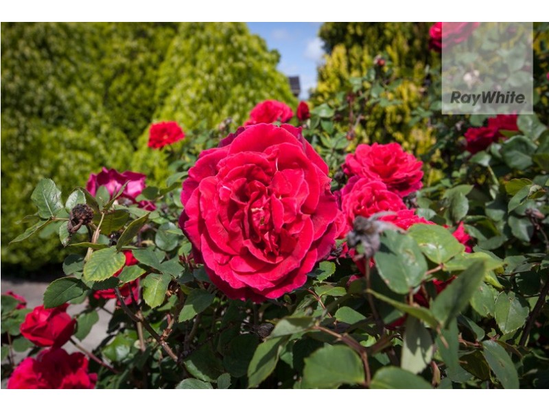 106 Betula Avenue, Bundoora VIC 3083