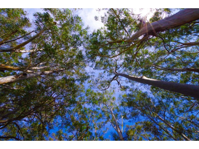 133 EVANS ROAD, Dundas Valley NSW 2117