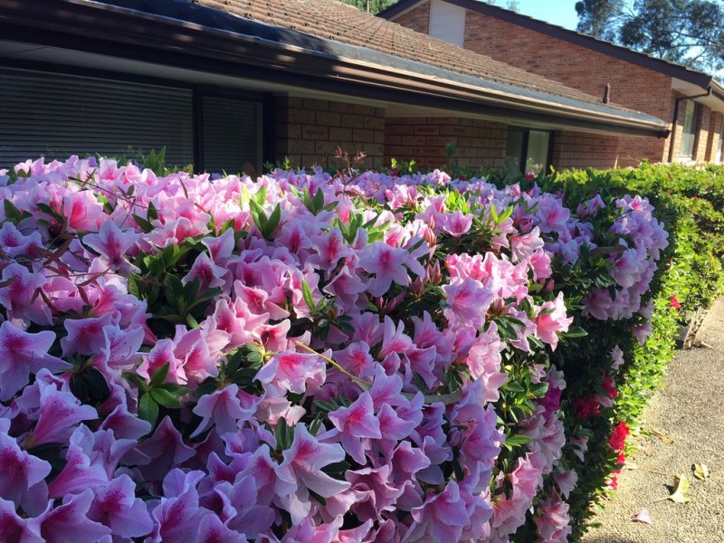 3/64 Brush Road, West Ryde NSW 2114