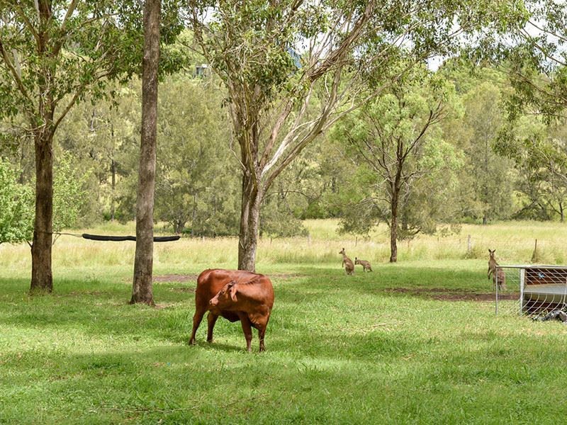 91 Maroon Dam Road, Maroon QLD 4310