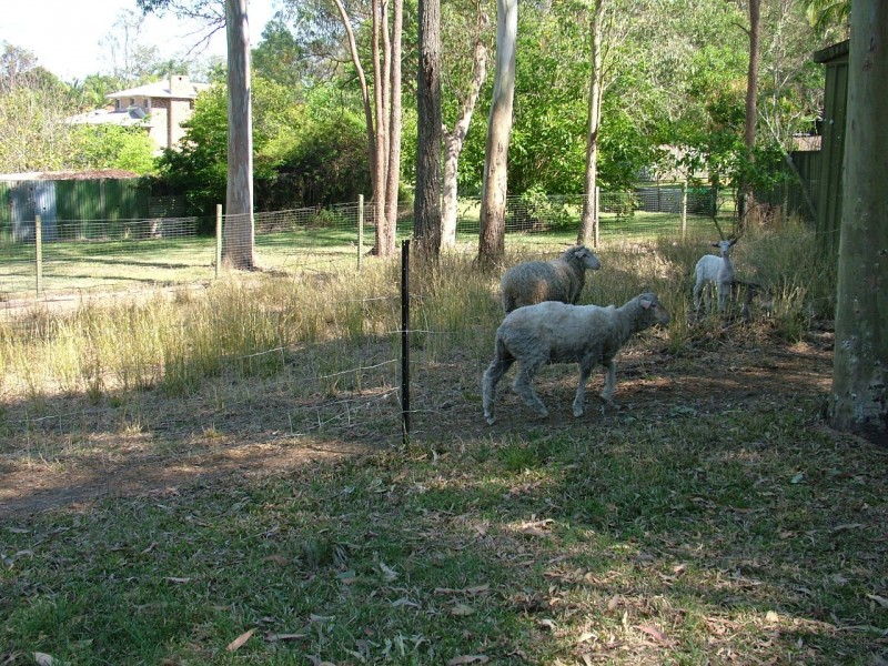 131 Rosia Road, Park Ridge South QLD 4125