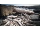 . Waterhouse Island, Waterhouse TAS 7262