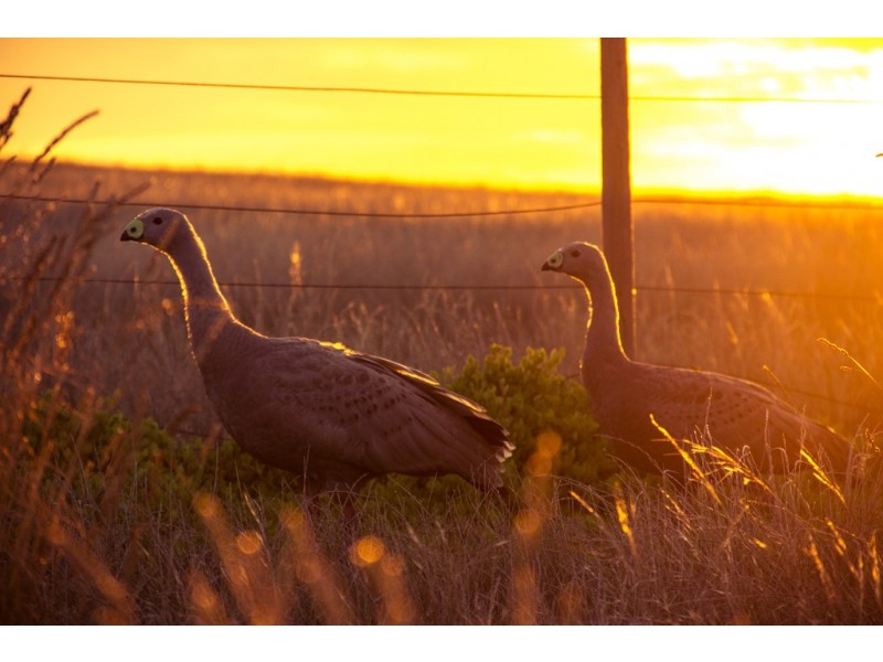 . Waterhouse Island, Waterhouse TAS 7262