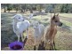 430 Black Hills Road, Black Hills, New Norfolk TAS 7140