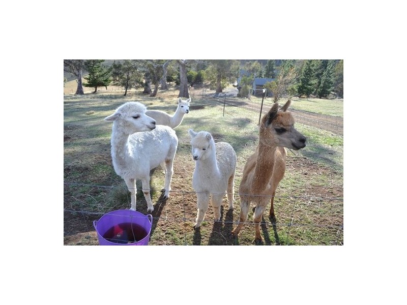 430 Black Hills Road, Black Hills, New Norfolk TAS 7140