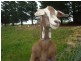 430 Black Hills Road, Black Hills, New Norfolk TAS 7140