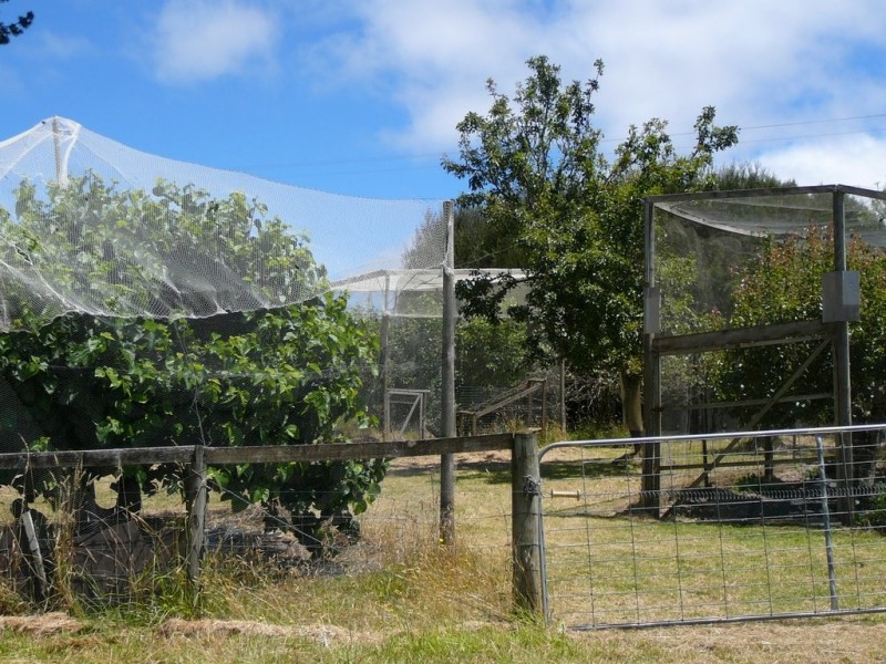 Mount Hicks TAS 7325