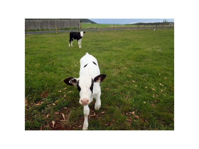 233 Stowport Road, Stowport TAS 7321