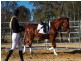 Jimboomba QLD 4280