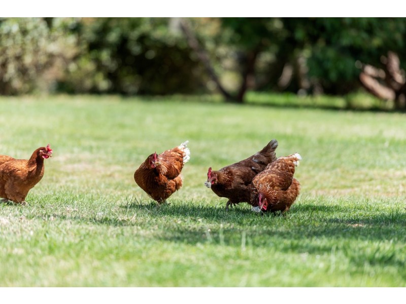 260 Robinsons Road, Langwarrin South VIC 3911