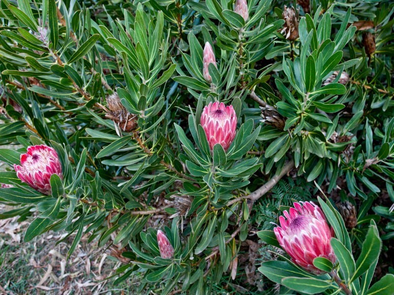 435 Baxter Tooradin Road, Langwarrin South VIC 3911