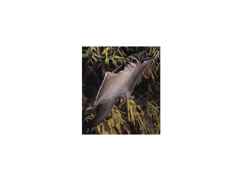 45 Harold Road, Skye VIC 3977