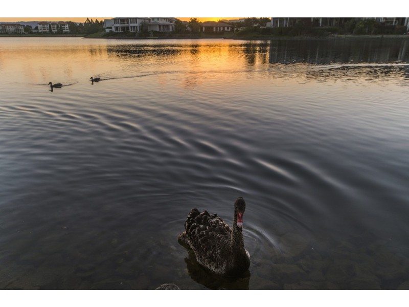 6169 Murten Court, Hope Island QLD 4212