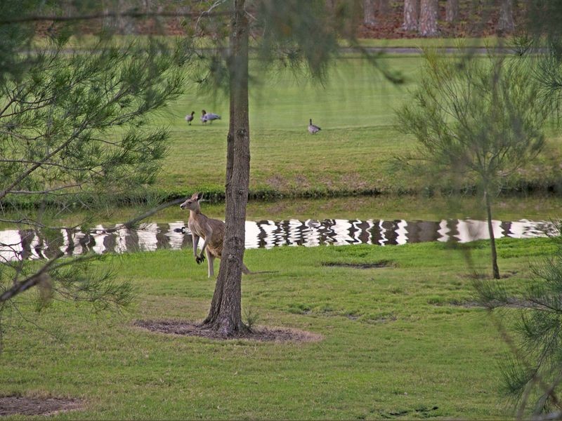 34 Rhodium Crescent, Hope Island QLD 4212