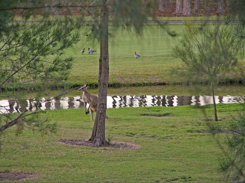 34 Rhodium Crescent, Hope Island QLD 4212