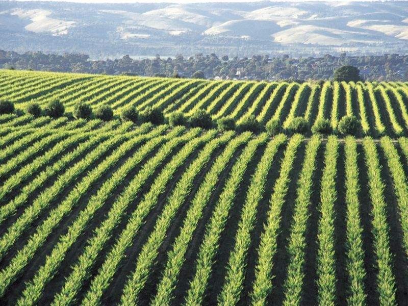 170 Main Road, Mclaren Vale SA 5171