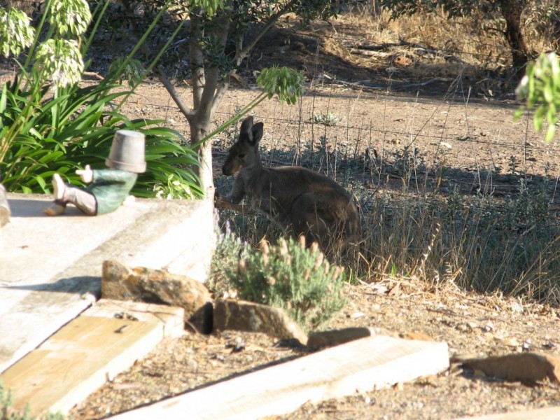 30 Dressage Avenue, Woodcroft SA 5162