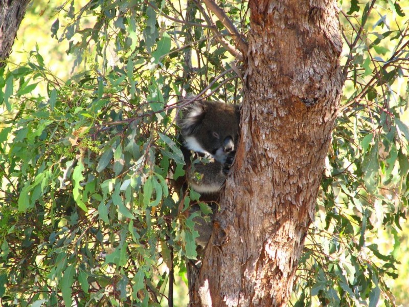 30 Dressage Avenue, Woodcroft SA 5162