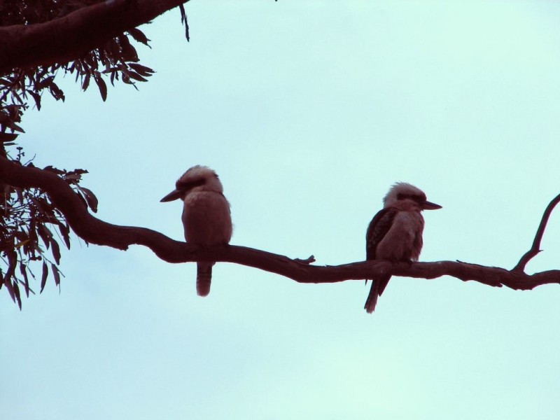 30 Dressage Avenue, Woodcroft SA 5162