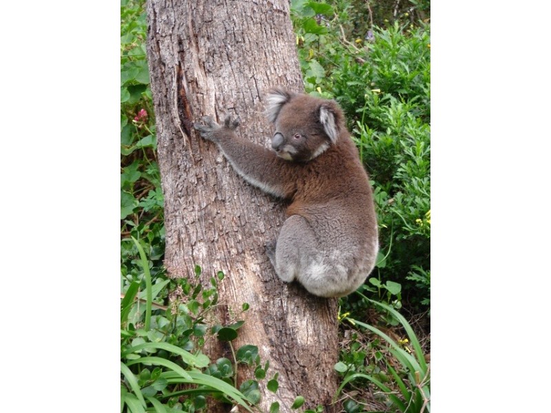 11 Pritchard Court, Flagstaff Hill SA 5159