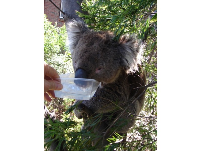 11 Pritchard Court, Flagstaff Hill SA 5159